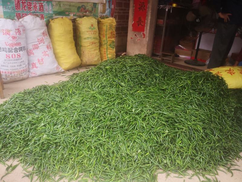 广西横县辣椒