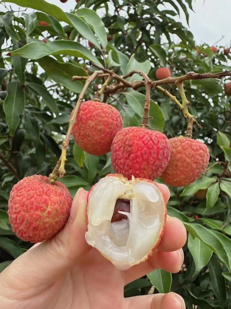 高州白糖罂荔枝