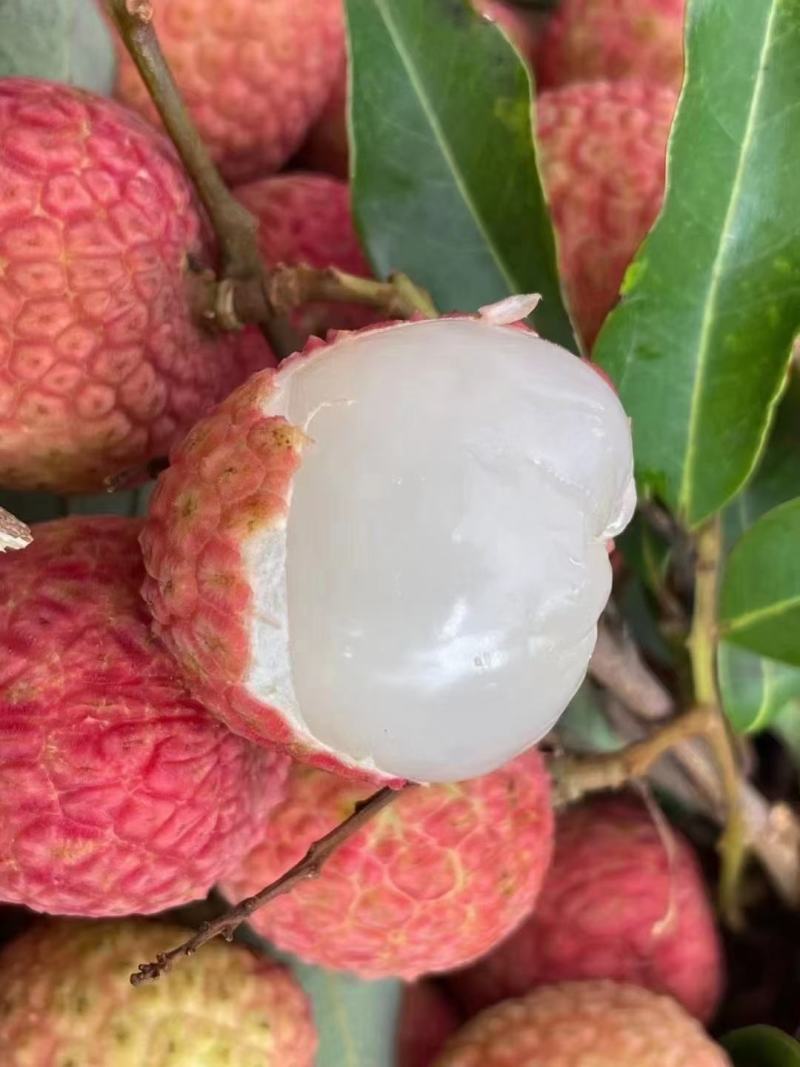 高州白糖罂荔枝