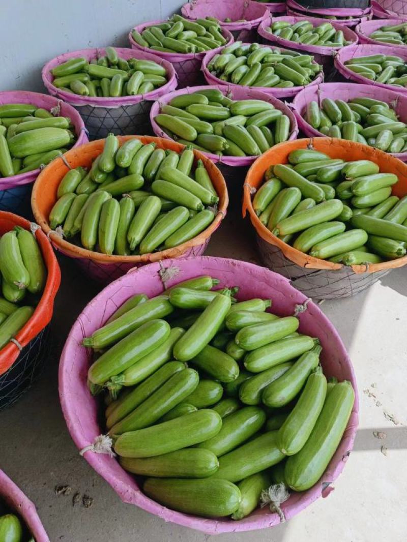 海门、正余、蔬菜基地、精品西葫芦价格美丽