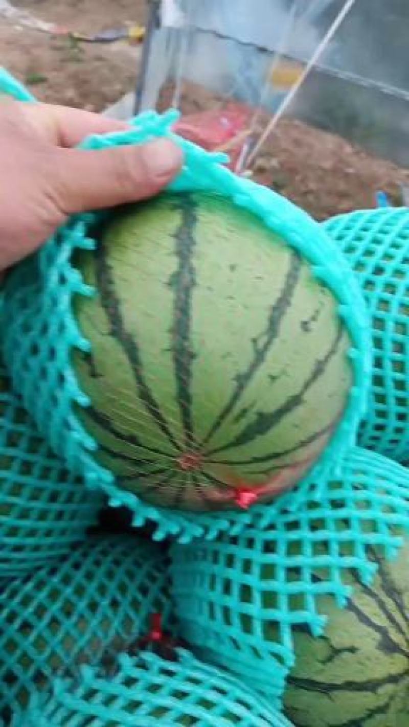 精品938吊蓝西瓜产地直发，货真价实，大量现货