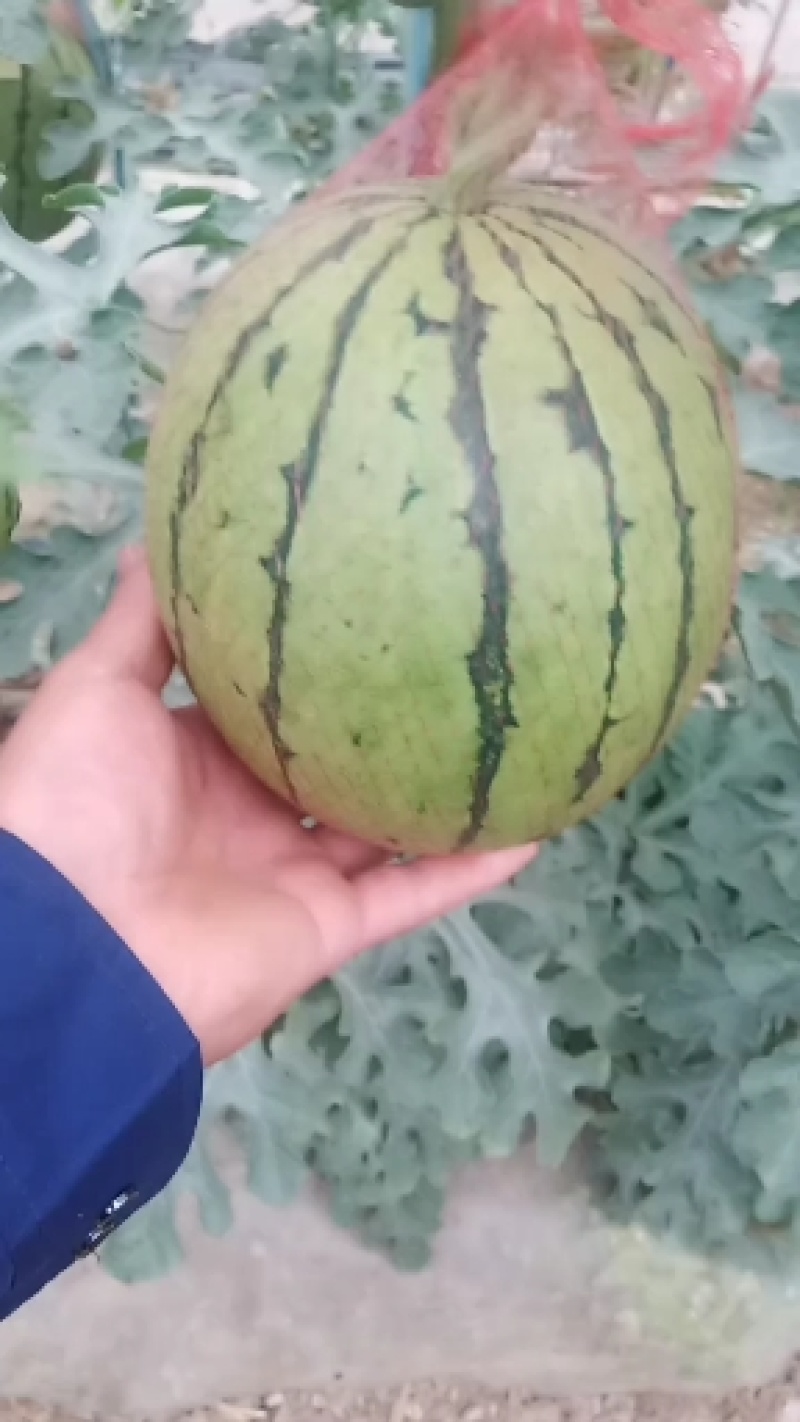 精品938吊蓝西瓜产地直发，货真价实，大量现货
