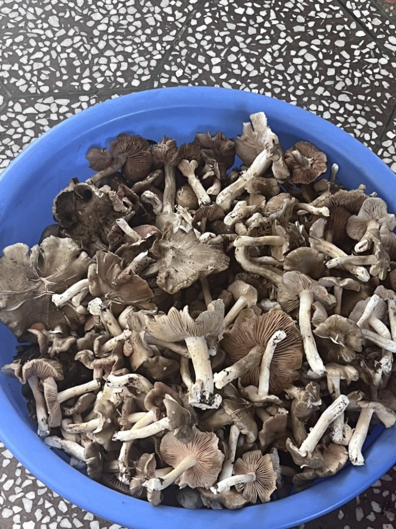 梨树蘑
