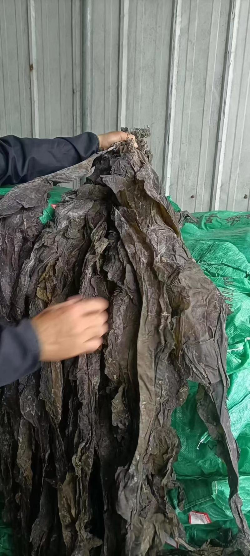 海带皮，福建深海海带保质保量价格便宜地摊批发