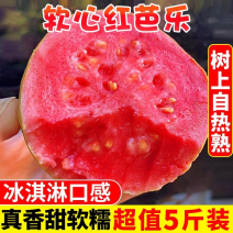 广西红心白心芭乐番石榴芭乐支持全国电商各大平台一件代发