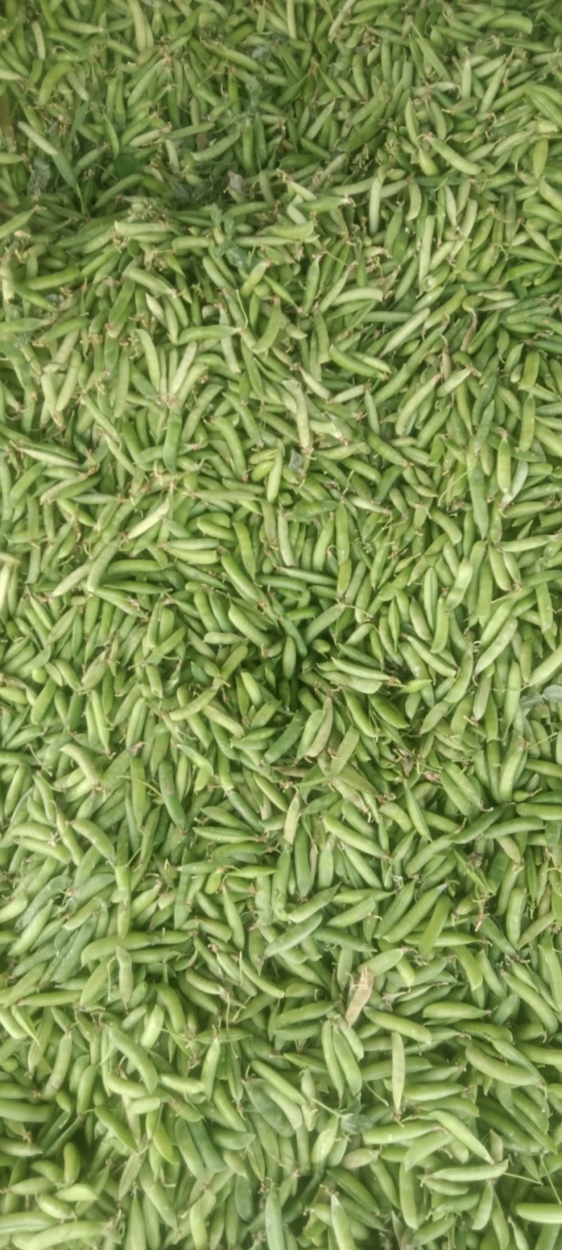 豌豆荚大量现货