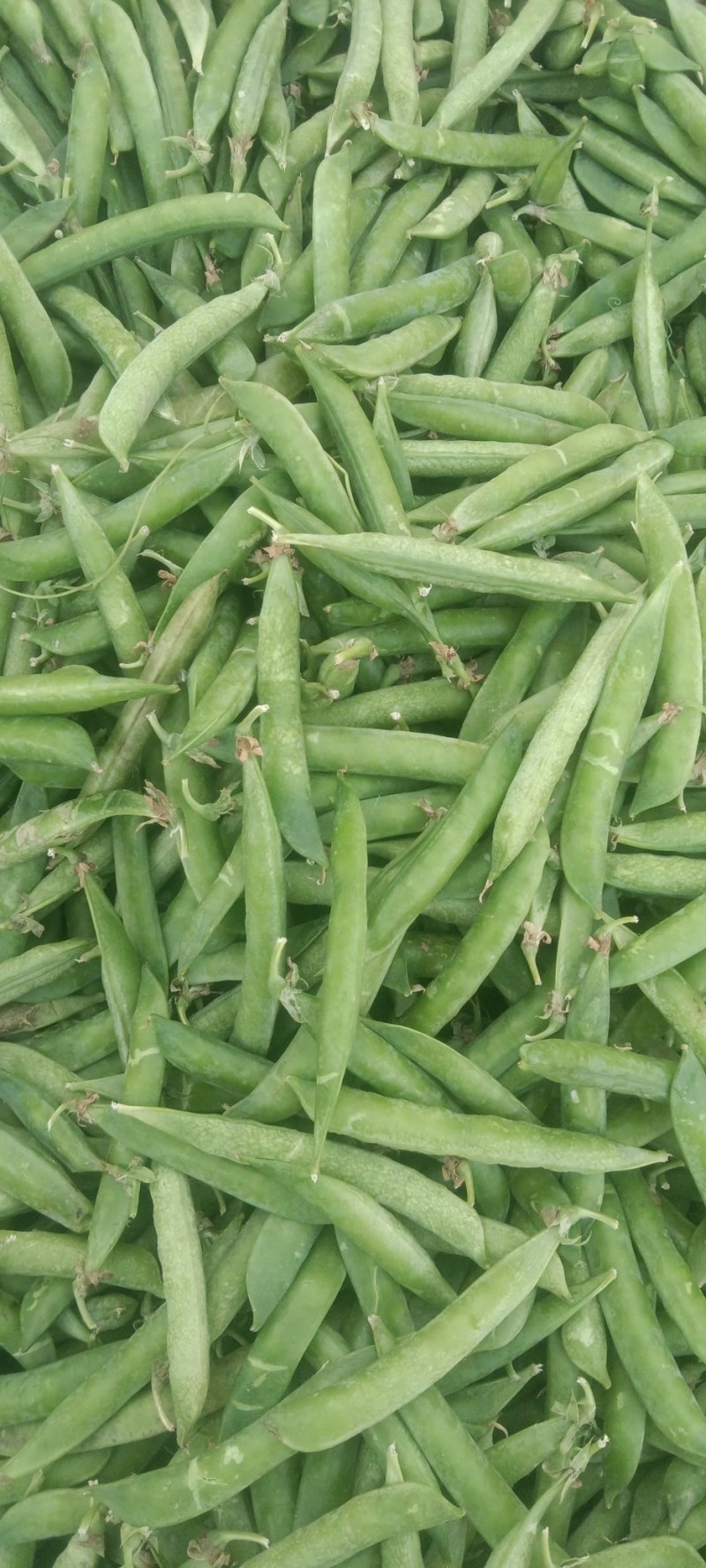 豌豆荚大量现货