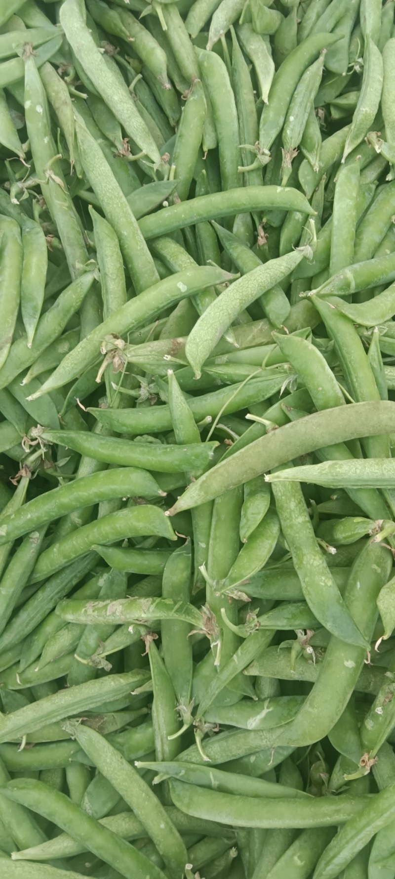 豌豆荚大量现货