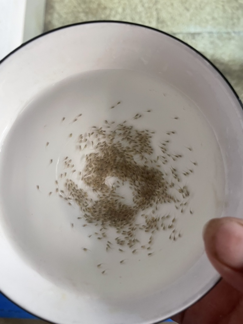 黄骨鱼水花渔场直供规格齐全欢迎来电咨询