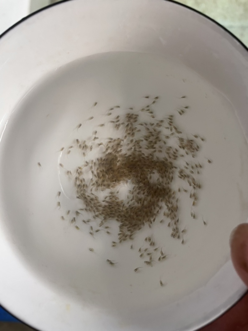 黄骨鱼水花渔场直供规格齐全欢迎来电咨询