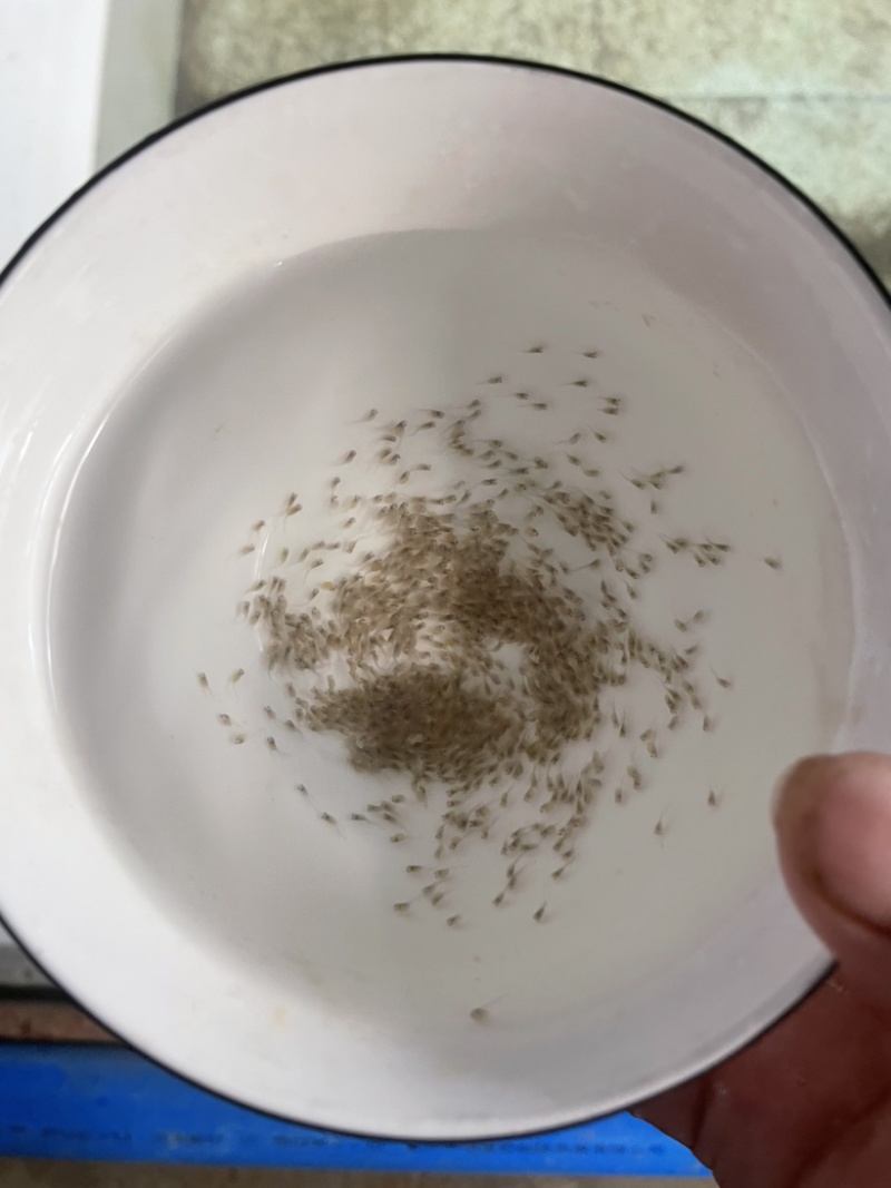 黄骨鱼水花渔场直供规格齐全欢迎来电咨询