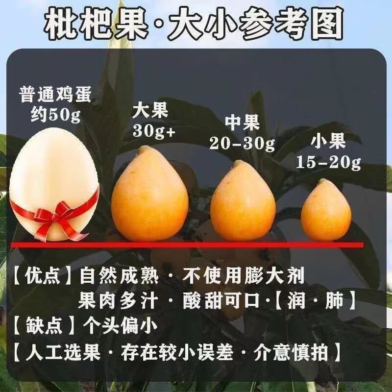 包邮四川米易枇杷琵琶新鲜水果枇杷果当季现摘高山大五星枇杷