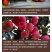 熬合铁叶面色泽鲜靓吸收好，叶绿增厚膨果靓果