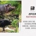 新鲜猪花肠,脆肠,生肠,猪房子猪子宫猪胎盘猪脆肠紫肠