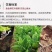 新鲜猪花肠,脆肠,生肠,猪房子猪子宫猪胎盘猪脆肠紫肠