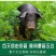 新鲜猪花肠,脆肠,生肠,猪房子猪子宫猪胎盘猪脆肠紫肠