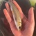 长江一号草鱼苗淡水养殖草鱼苗杂交草鱼苗打过两针疫苗