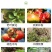 糖醇锌叶面肥，叶绿增厚，色泽鲜靓吸收好增加产量提高品质