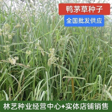 鸭茅种子牧草耐阴耐寒果园牧草牛羊鹅兔鱼鸡多年生牧草种