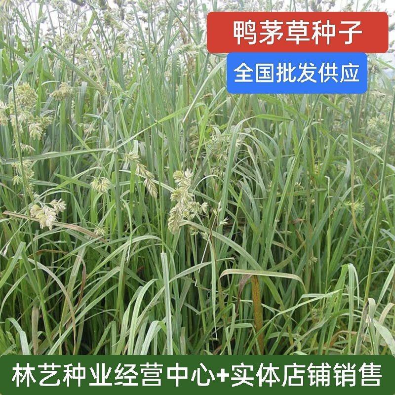 鸭茅种子牧草耐阴耐寒果园牧草牛羊鹅兔鱼鸡多年生牧草种