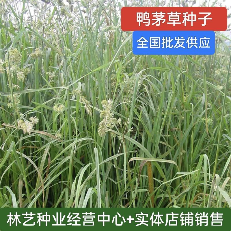 鸭茅种子牧草耐阴耐寒果园牧草牛羊鹅兔鱼鸡多年生牧草种