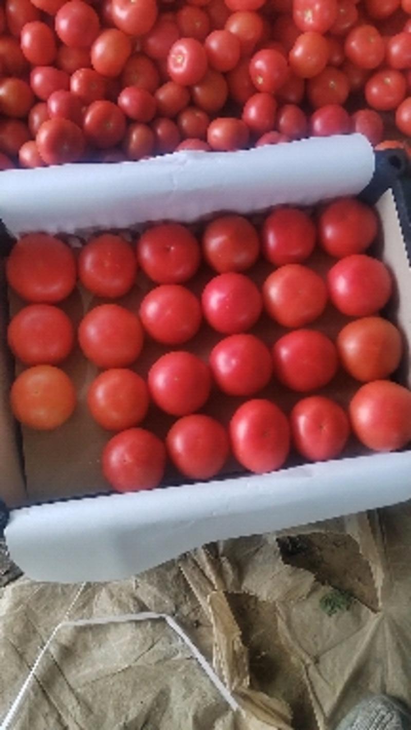 【市场】山东硬粉西红柿番茄对接全国商超电商大中小果