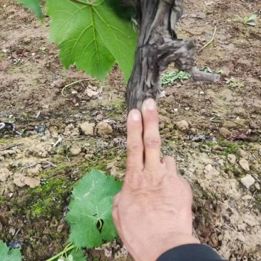 占地葡萄树需要联系