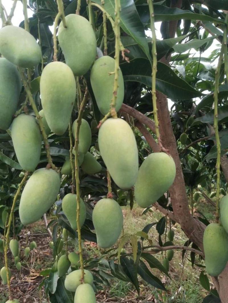 芒果，火龙果，袄柑，燕窝果