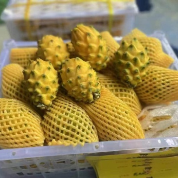 芒果，火龙果，袄柑，燕窝果
