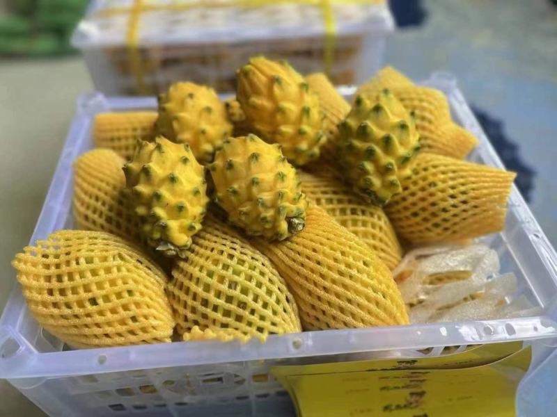 芒果，火龙果，袄柑，燕窝果