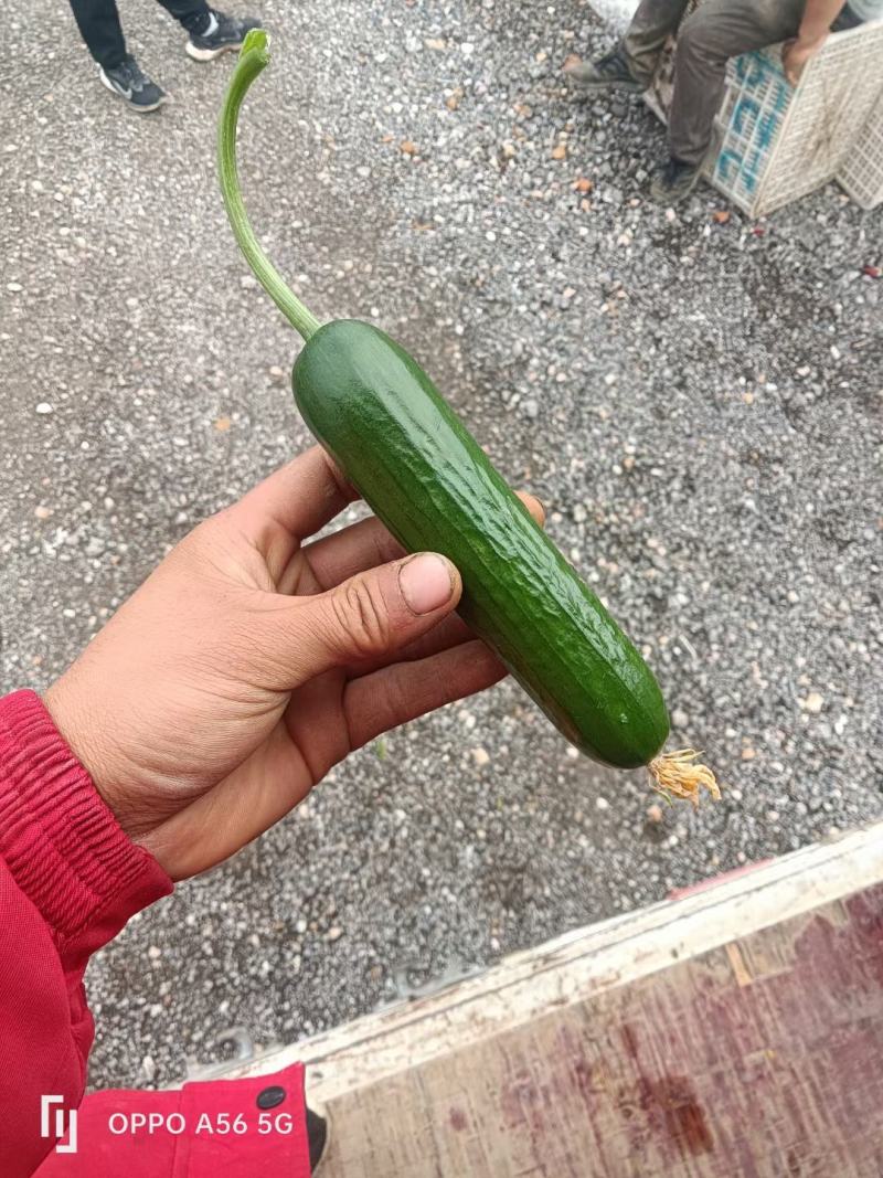 水果黄瓜，，黄瓜，清香脆爽，量大质优，一手货源