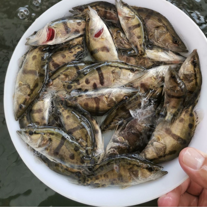 大量现货桂鱼苗大中小规格苗饲料桂鱼量大可谈