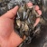 大量现货桂鱼苗大中小规格苗饲料桂鱼量大可谈