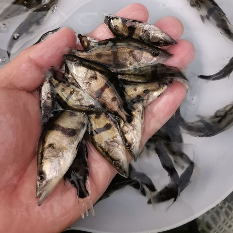 大量现货桂鱼苗大中小规格苗饲料桂鱼量大可谈