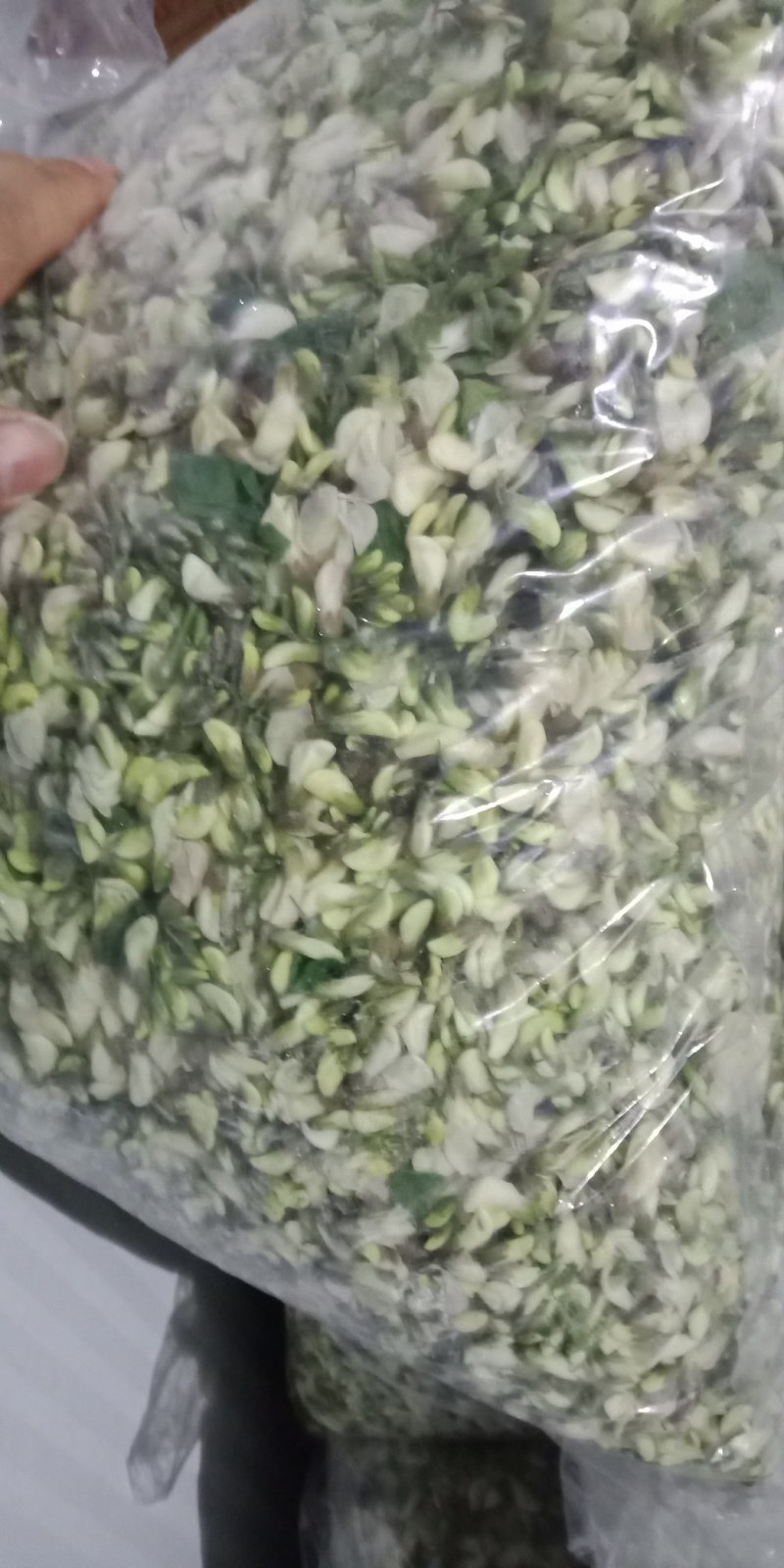 精品洋槐花大量有货