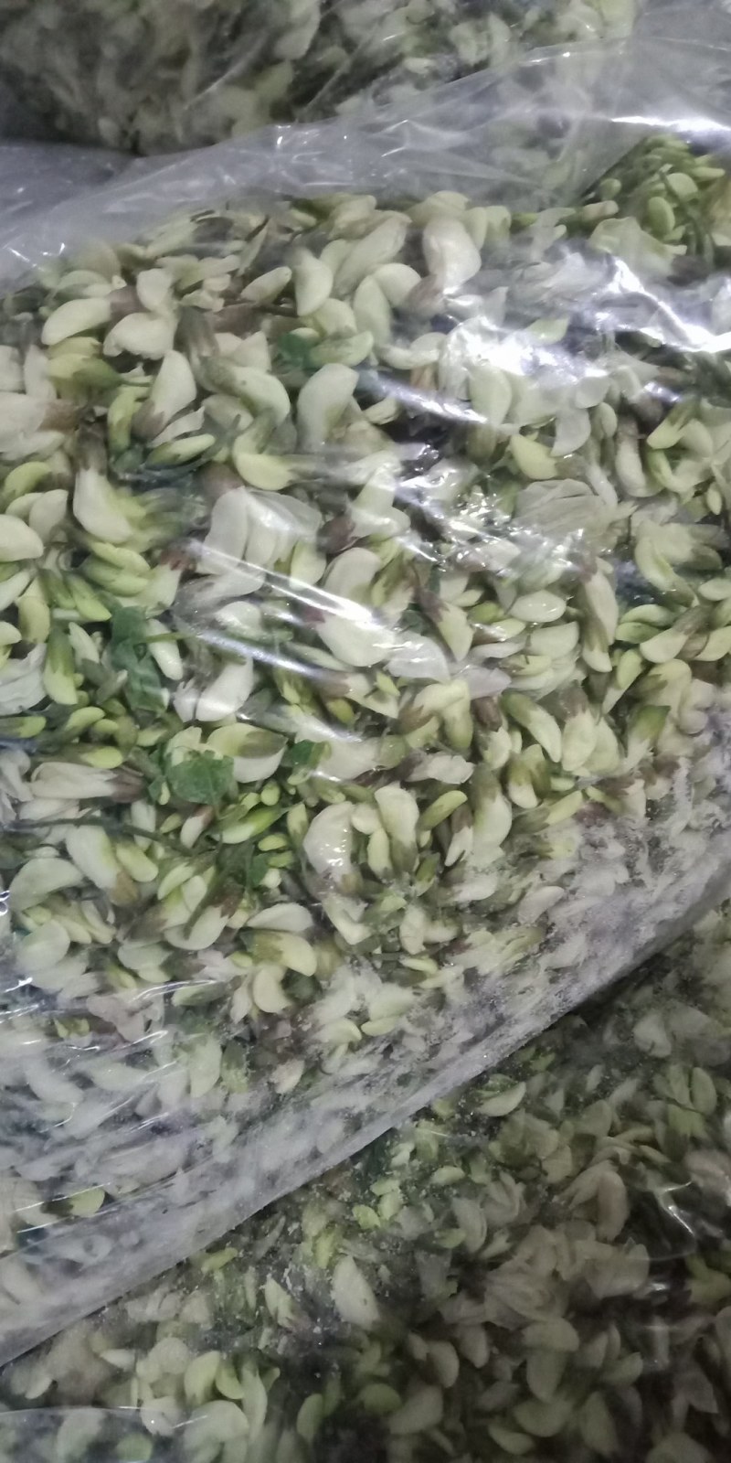 精品洋槐花大量有货