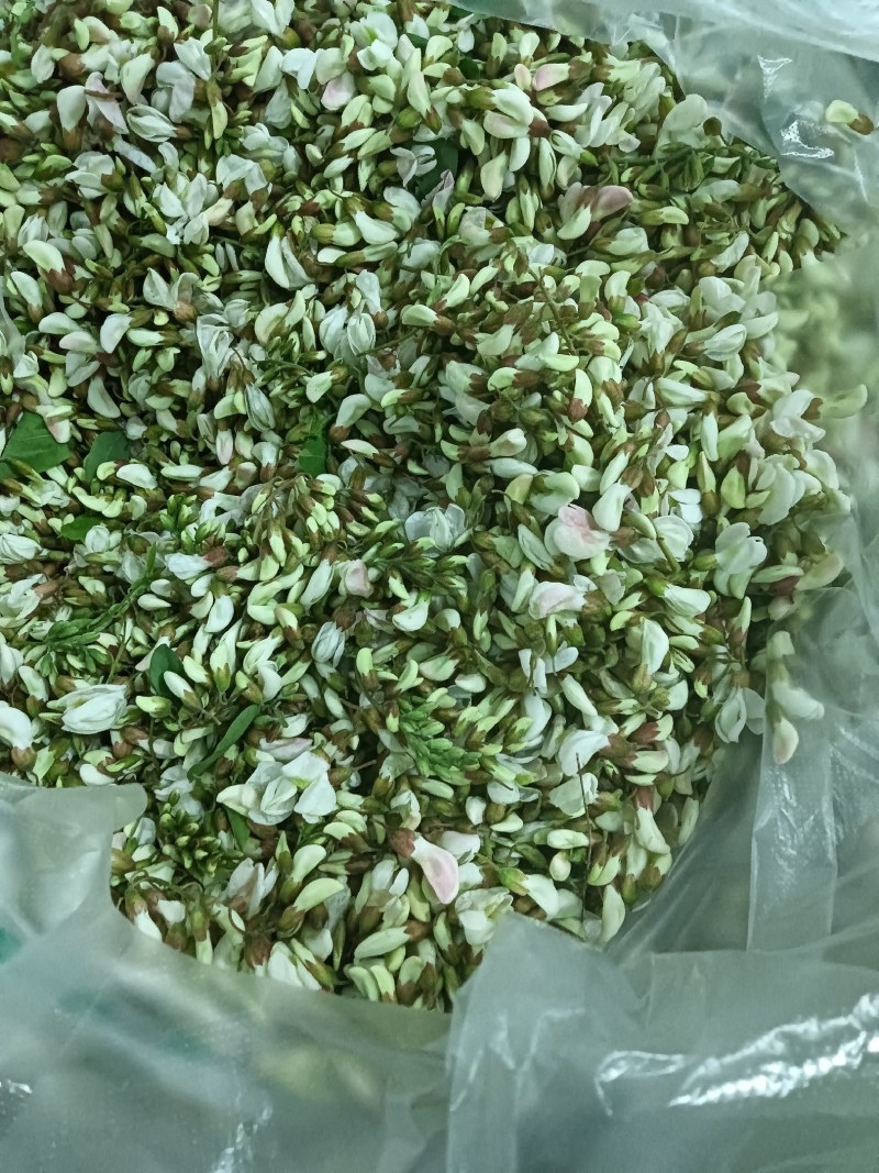 精品洋槐花大量有货