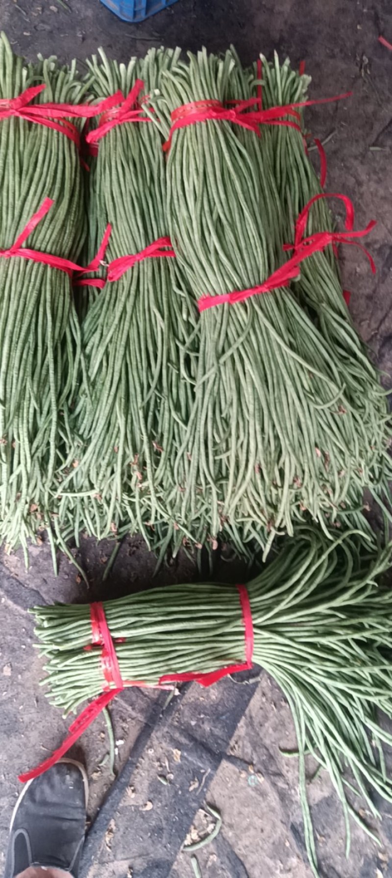 精品长豆角青条