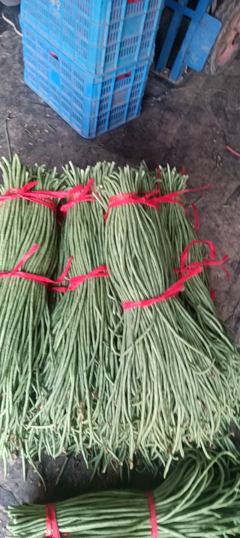 精品长豆角青条