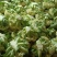 高山松花菜大量上市
