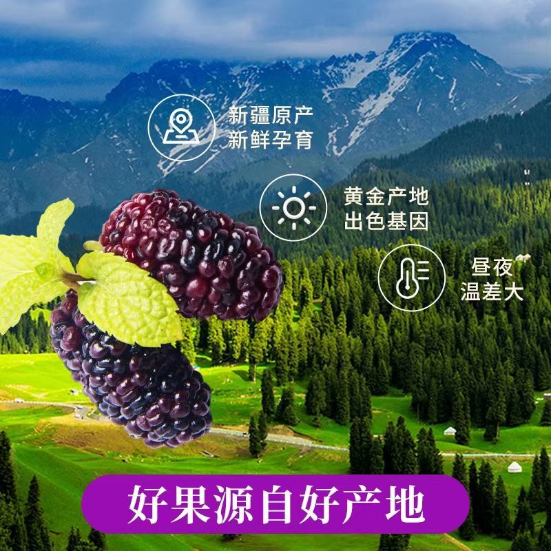 桑椹原浆口感好，支持一件代发全国招代理