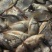 789公分鲫鱼饲料