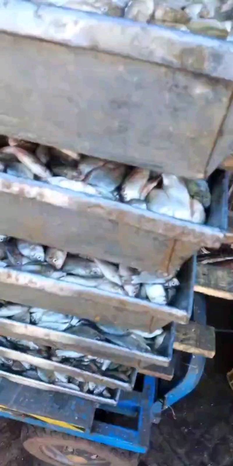 789公分鲫鱼饲料