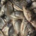 789公分鲫鱼饲料