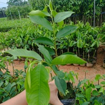 正中广东茂名电白观珠镇河洞沉香奇楠假一赔十有需要的，