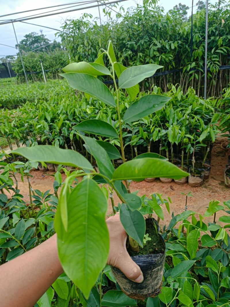 正中广东茂名电白观珠镇河洞沉香奇楠假一赔十有需要的联系，