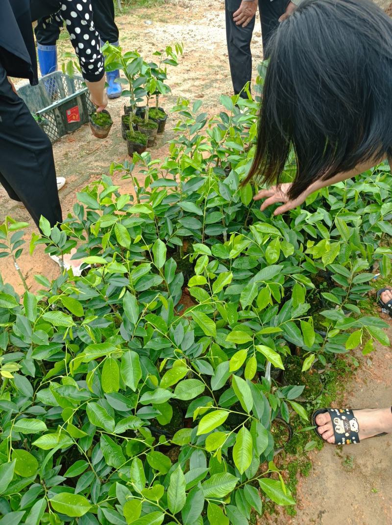 沉香奇楠