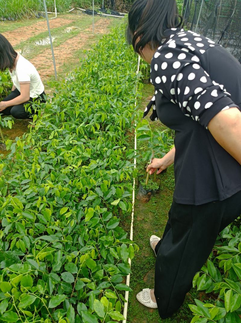 沉香奇楠