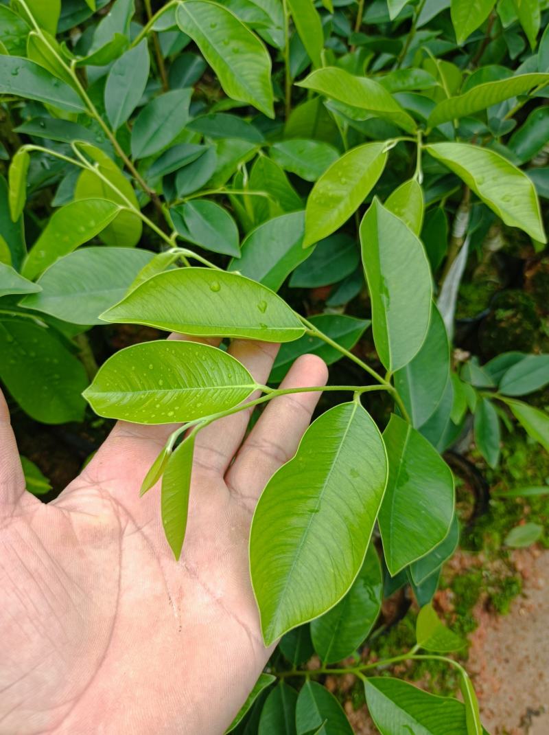 正中广东茂名电白观珠镇河洞沉香奇楠需要货的朋友联系我吧！