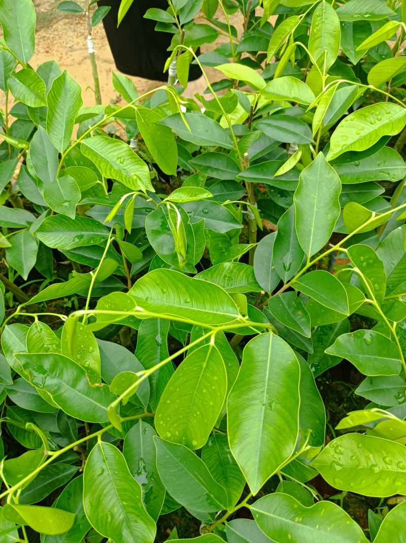 正中广东茂名电白观珠镇河洞沉香奇楠需要货的朋友联系我吧！